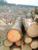 Holzstapel und Blick auf Abholzung